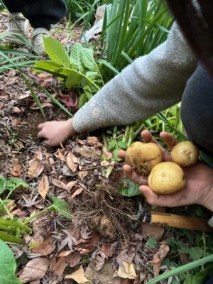 🌱 敷地内ガーデンだより｜こどもたちと一緒に春を育てています