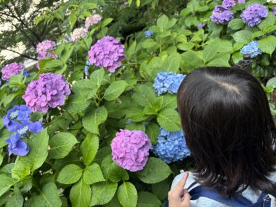 🌷 あじさいが咲きました